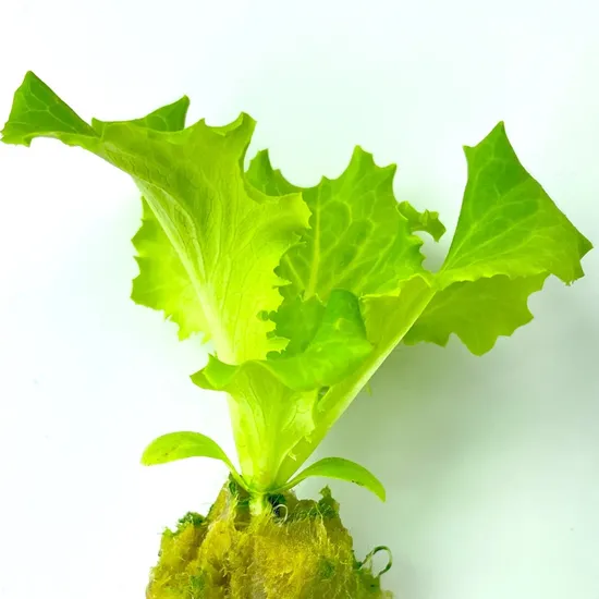 Тепличные гидропонные кубики минеральной ваты для сельского хозяйства для выращивания семян